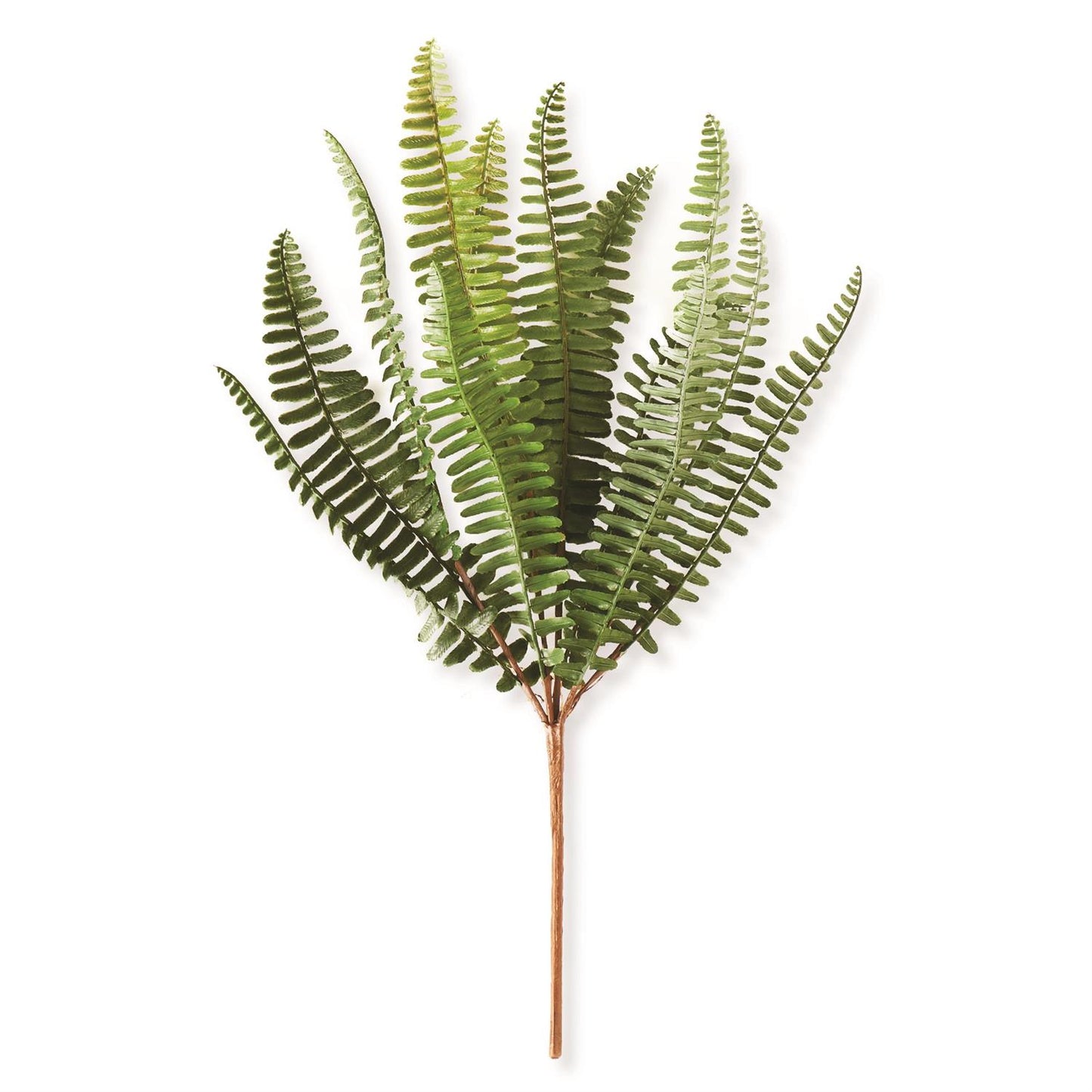 14.5 Inch Fish Bone Fern Stem