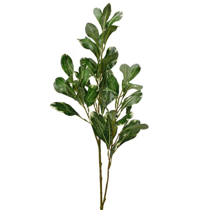Pittosporum Spray - 30"