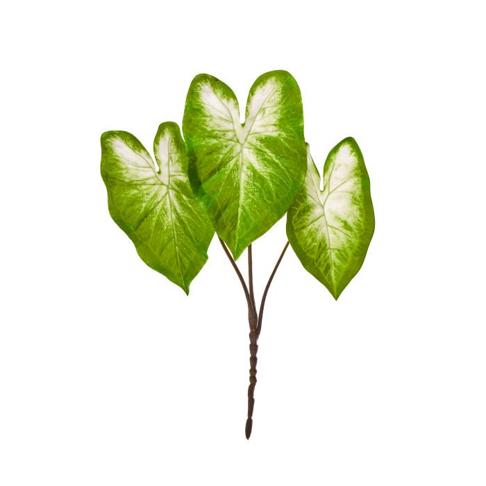 Caladium Plant - 21"