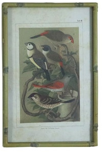 Song Bird Prints Faux Bamboo Frames