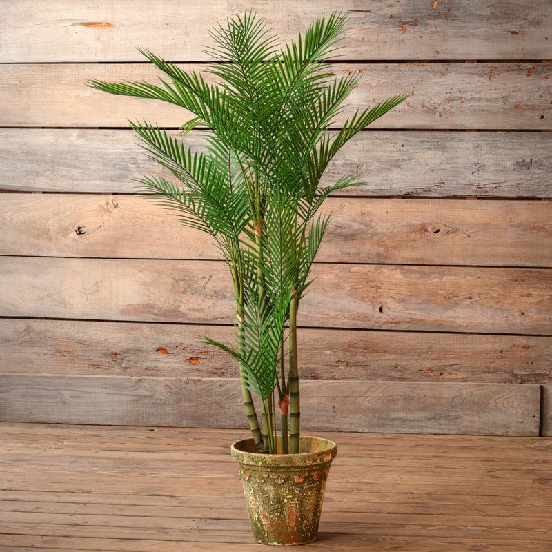 Potted Bamboo Palm 62in.