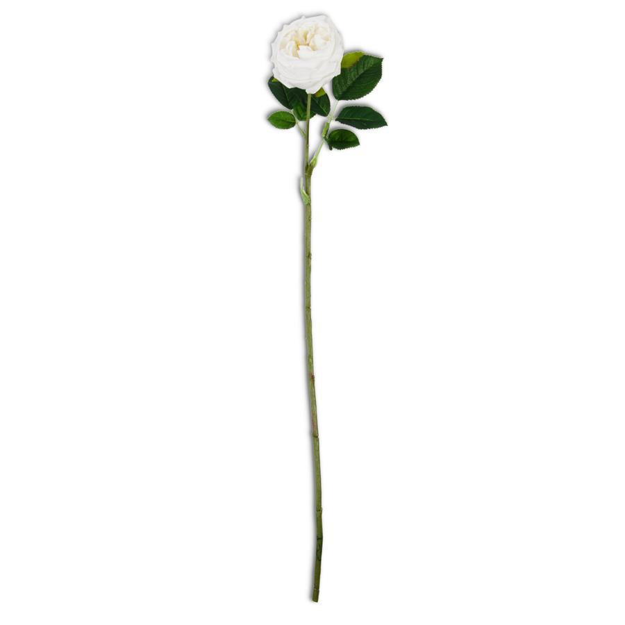 24 Inch Real Touch Austin Rose Stem