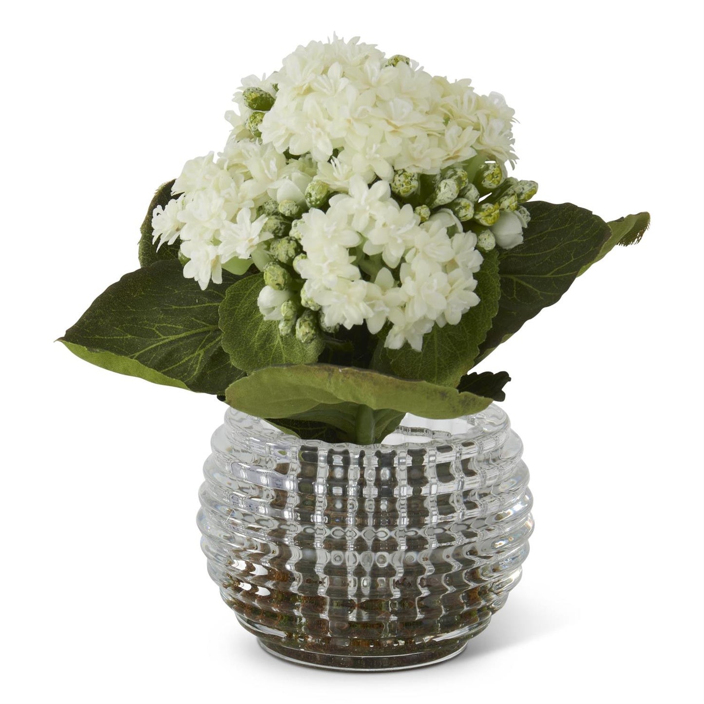 7.5 Inch White Kalanchoe Premade in Pressed Glass V