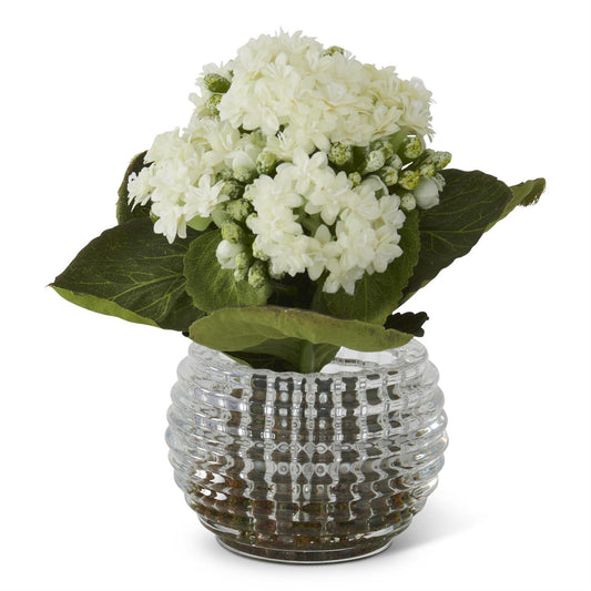 7.5 Inch White Kalanchoe Premade in Pressed Glass V