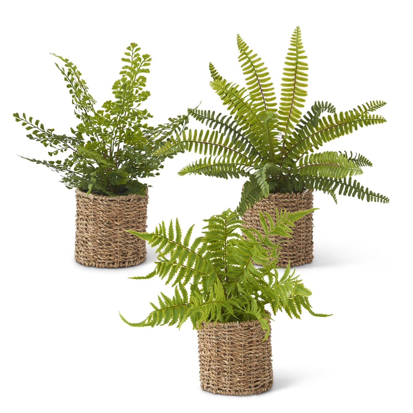 Ferns in Round Woven Basket