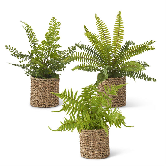 Ferns in Round Woven Basket