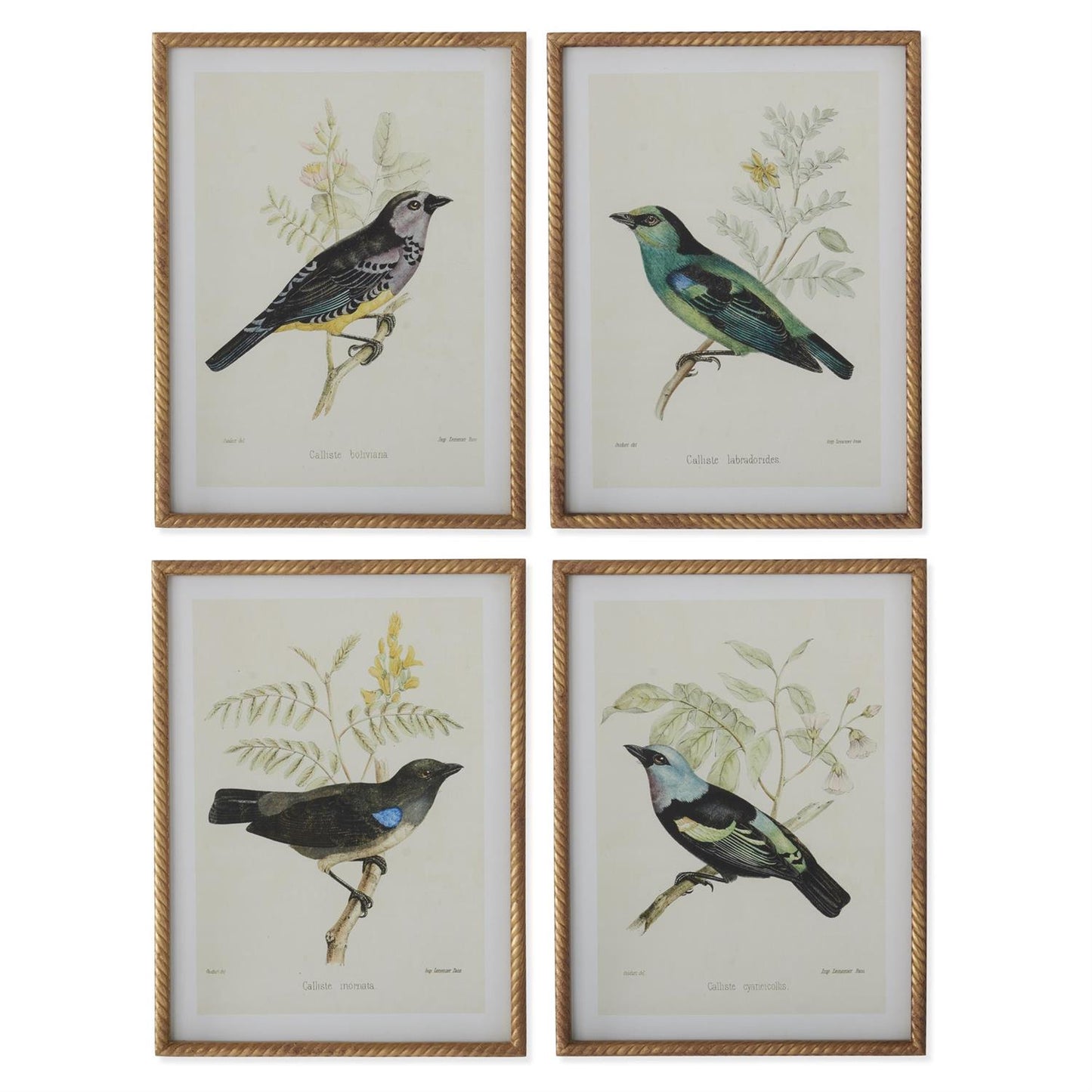 23.5 Inch Twisted Gold Framed Bird Print