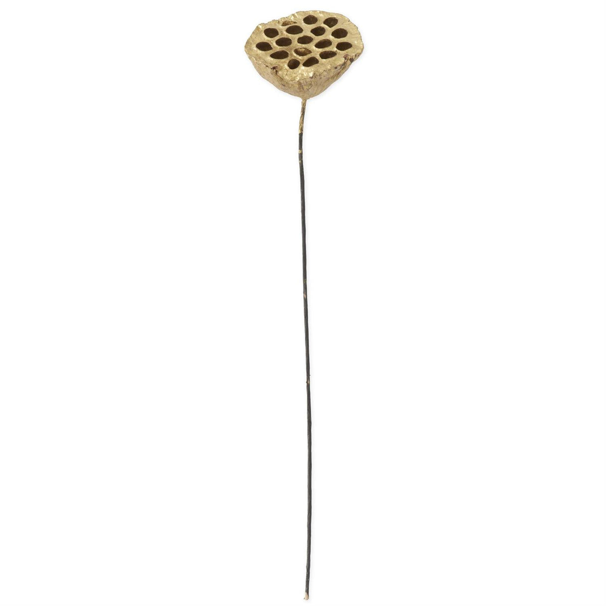 Gold Lotus Seedpod Stem, 21 Inch