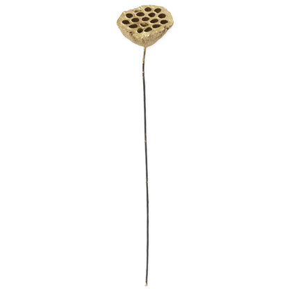 Gold Lotus Seedpod Stem, 21 Inch