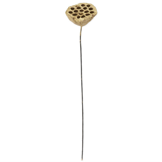 Gold Lotus Seedpod Stem, 21 Inch
