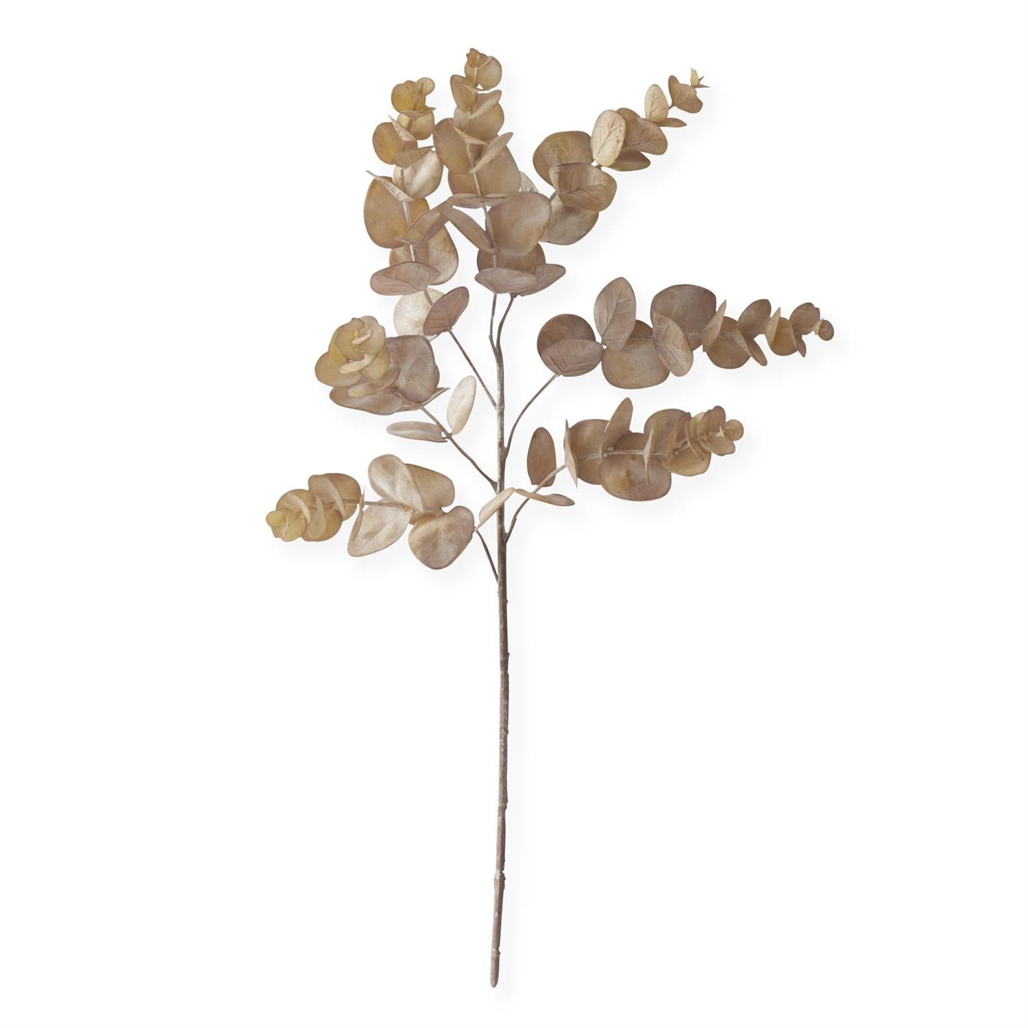 24 Inch Brown Eucalyptus Stem