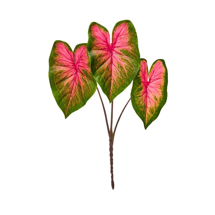Caladium Plant - 21"