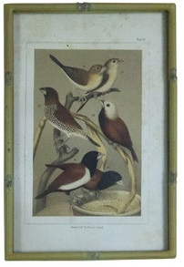 Song Bird Prints Faux Bamboo Frames