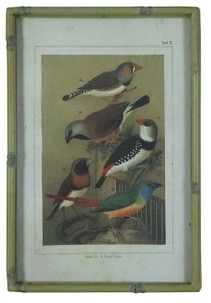 Song Bird Prints Faux Bamboo Frames