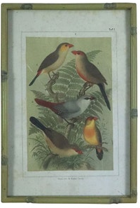 Song Bird Prints Faux Bamboo Frames