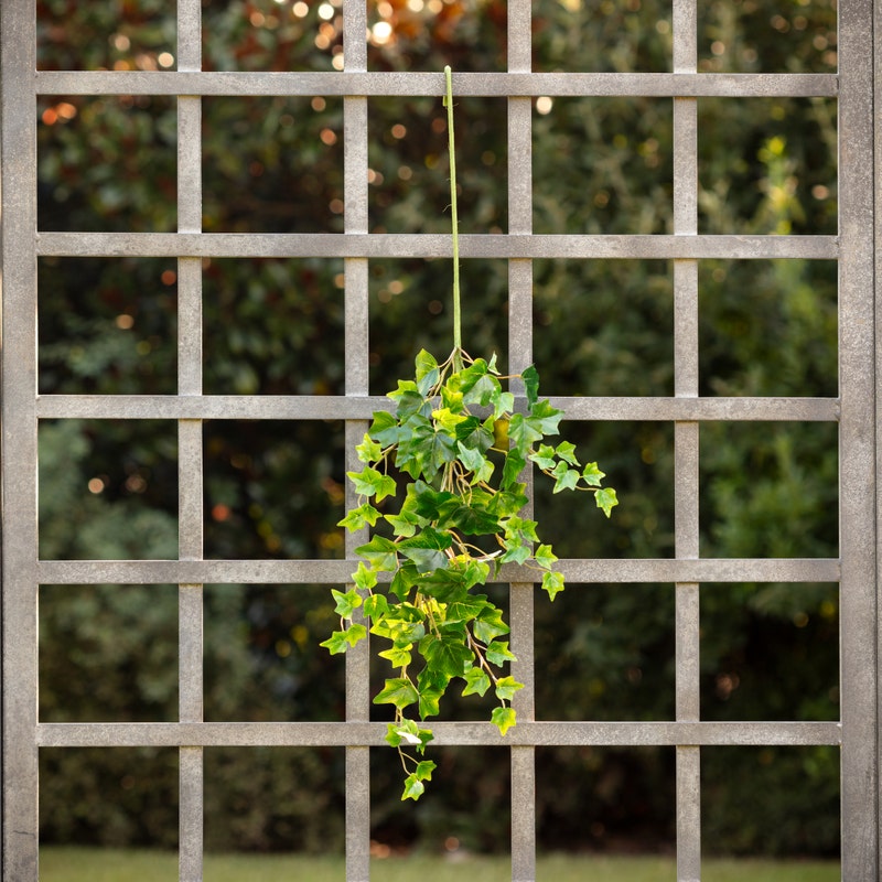 English Ivy Stem