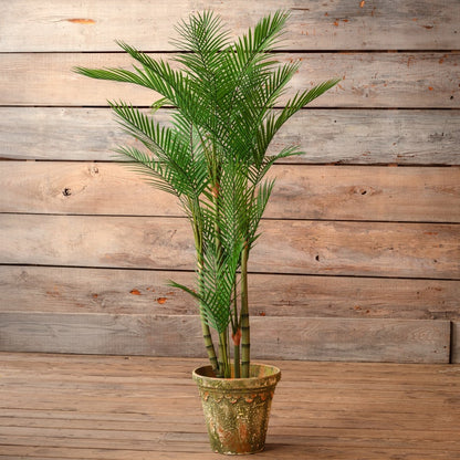 Potted Bamboo Palm 62in.